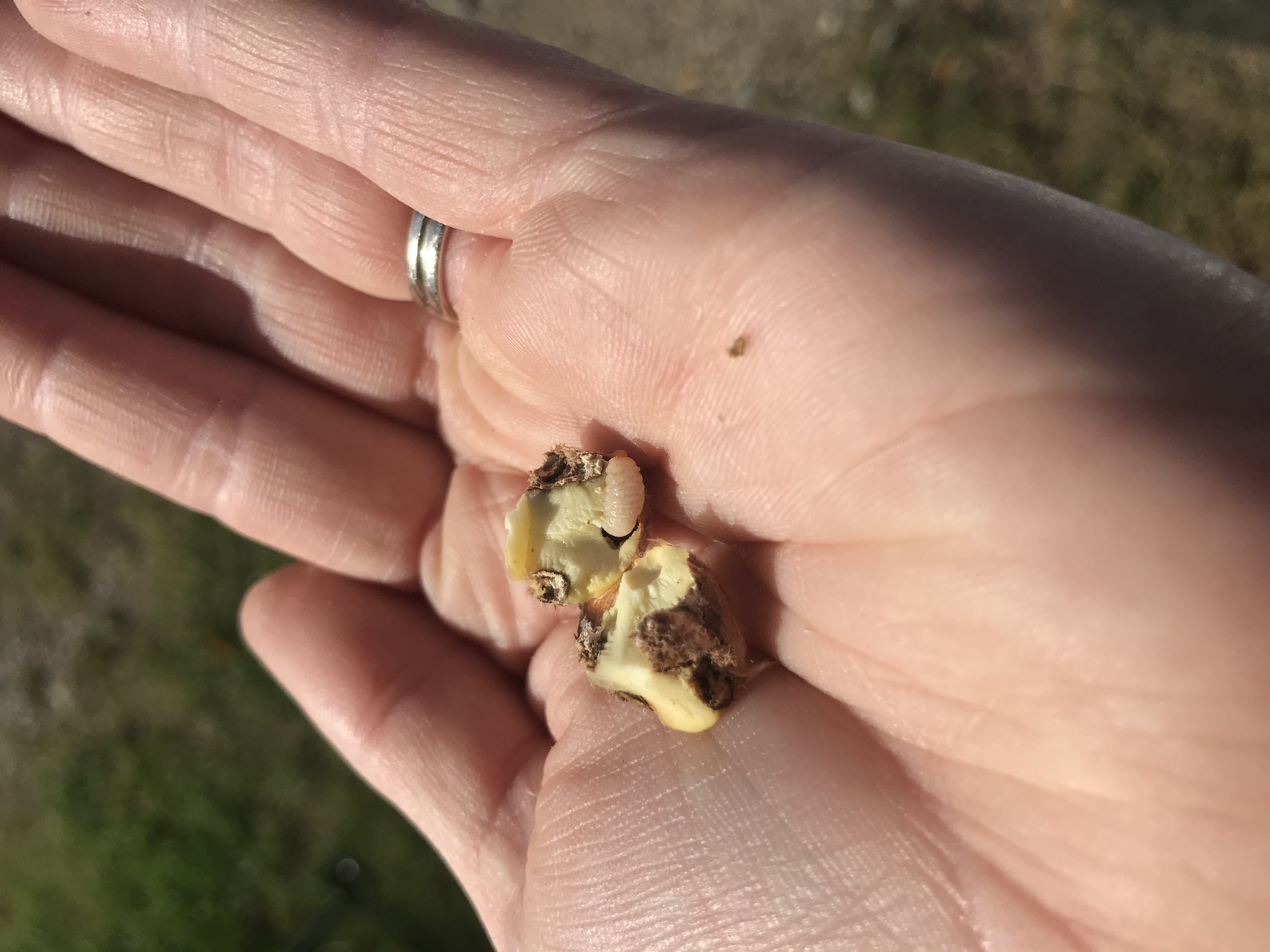 Chestnut weevil larva